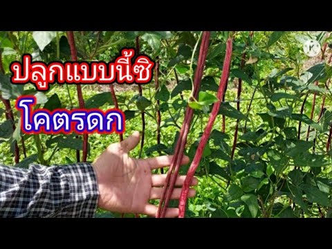 ถั่วฝักยาว-ปลูกแบบนี้-ติดผลเร็ ถั่วฝักยาว-ปลูกแบบนี้-ติดผลเร็