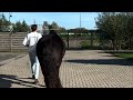 Dressurpferd Bijzonder fijne merrie 5 jaar