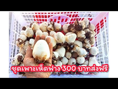 ชุดเพาะเห็ดฟาง300บาทส่งฟรีสนใจ