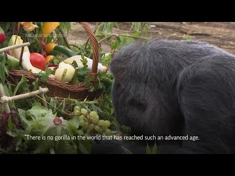 Gorilla Fatou celebrates 67th birthday at the Berlin Zoo