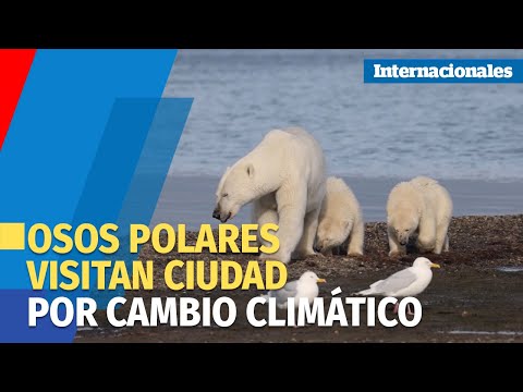 Osos polares: víctimas del cambio climático