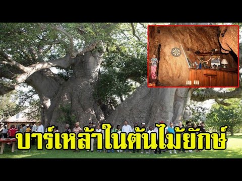 Baobab-Tree-Bar-บาร์เหล้าในตำน Baobab-Tree-Bar-บาร์เหล้าในตำน