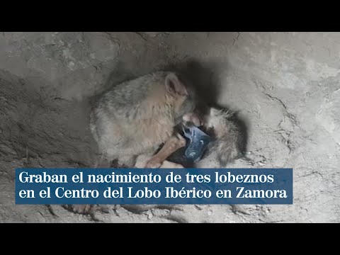 Graban el nacimiento de tres lobeznos en Zamora