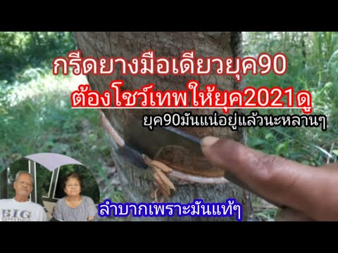 การกรีดยางมือเดียว-โดยวัยรุ่นย การกรีดยางมือเดียว-โดยวัยรุ่นย