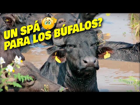 Extraordinaria producción de búfalos en San Roque