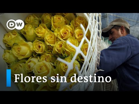 Colombia: el coronavirus marchita el sector floricultor