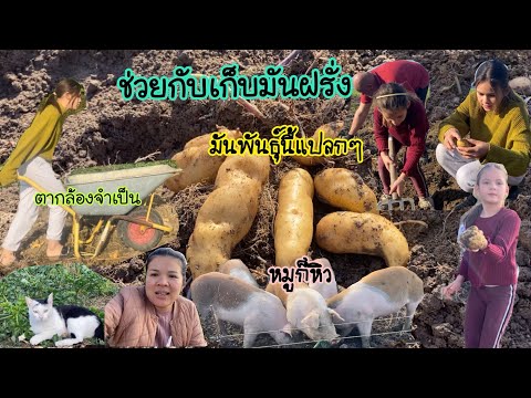 สามพ่อลูกช่วยกันเก็บมันปีนี้ป