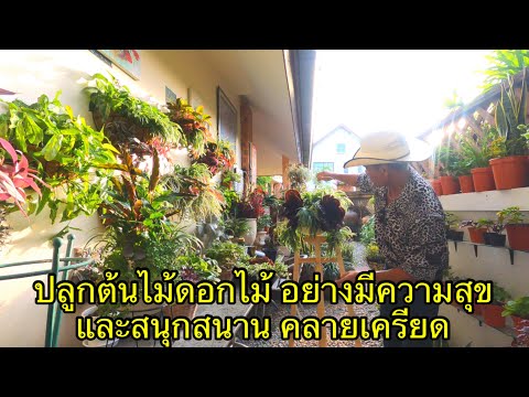 ปลูกต้นไม้ดอกไม้-คลายเครียด-ปล ปลูกต้นไม้ดอกไม้-คลายเครียด-ปล
