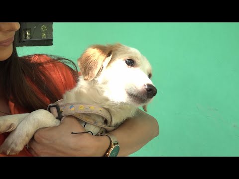Jóvenes aprenden sobre como brindar primeros auxilios a las mascotas