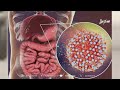 التهاب الكبد أنواع متعددة وسبل وقاية واحدة