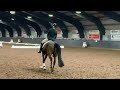 Dressage horse Super knap en getalenteerd jong sportpaard te koop!