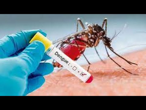 Salud reporta la quinta muerte a consecuencia de Dengue
