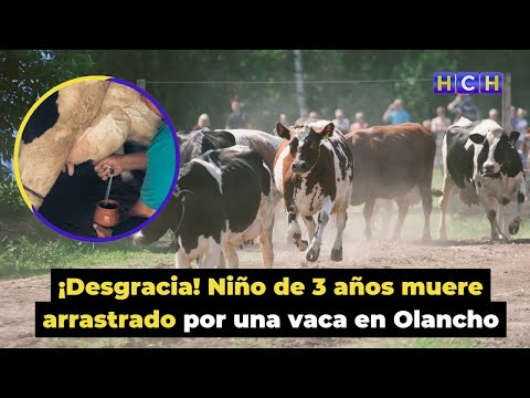 ¡Desgracia! Niño de 3 años muere arrastrado por una vaca en Olancho