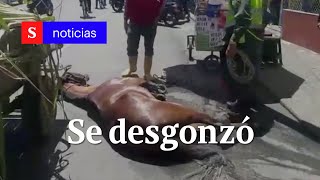 Caballo se desgonzó en plena vía de Tuluá, Valle del Cauca | Semana Tv