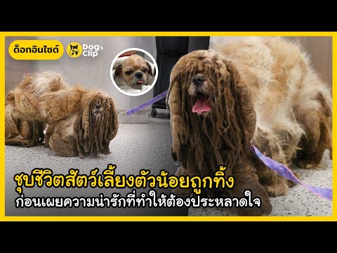ชุบชีวิตสัตว์เลี้ยงตัวน้อยถูกท ชุบชีวิตสัตว์เลี้ยงตัวน้อยถูกท