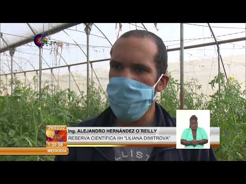 Garantizan en Cuba semillas de cultivos protegidos