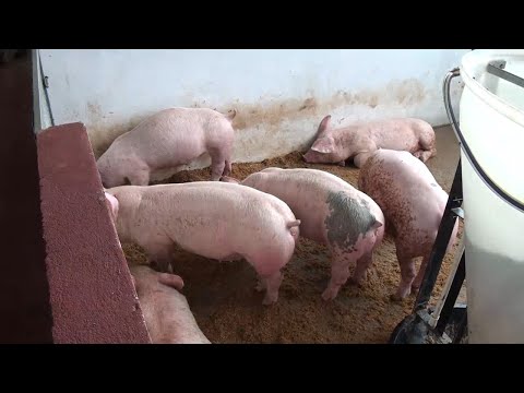 Itapúa diversifica su ganadería: éxito en la producción porcina y ovina