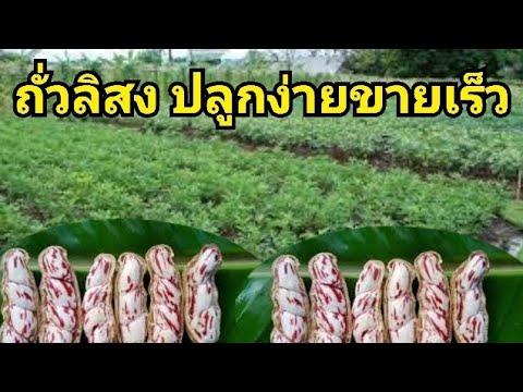 ถั่วลิสงปลูกแบบใหนไม่หวงสูตร