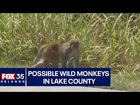 Possible wild monkeys seen walking around Florida neighborhood