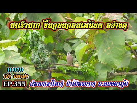 ขึ้นคูบนคอมเพนียดอย่างดุ|ต่