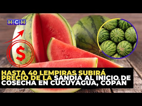 Hasta 40 lempiras subirá precio de la sandía al inicio de cosecha en Cucuyagua, copán