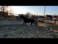Dressage horse Goede beweger en bomproof (overstap pony-paard) Four Legends x UB40 x Vivaldi