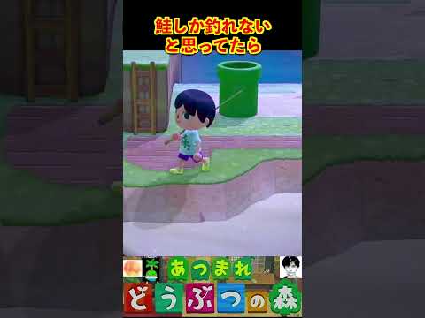 鮭しか釣れないと思ってたら #あつまれどうぶつの森 #shorts #あつ森
