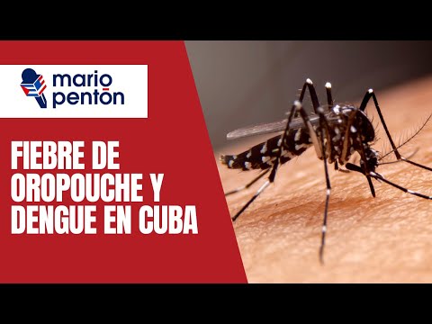 Dengue y Oropouche en Cuba: lo que debes saber