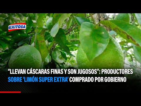 “Llevan cáscaras finas y son jugosos”: Productores sobre ‘limón super extra’ comprado por Gobierno