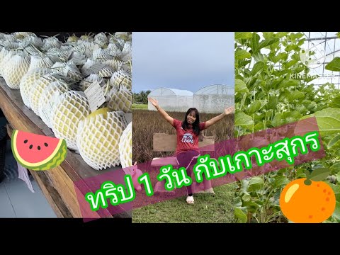 ทริป1วันกับเกาะสุกรมีอะไรบ