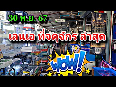 เลนเอในตลาดปลาจตุจักรล่าสุด