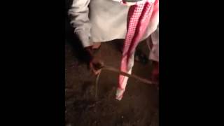 فيديو:ثعبان ﻻتكلمني