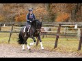 Dressuurpaard Te Koop: PRE APTO goedgekeurde dek Hengst/Stallion