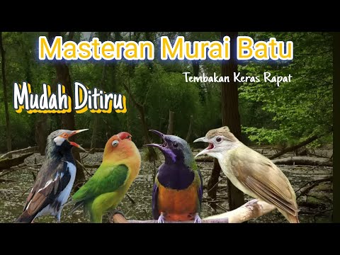 Masteran Murai Batu Terbaik Sepanjang 2026 || Isian Kasar-Kasar Tembakanya Jelas
