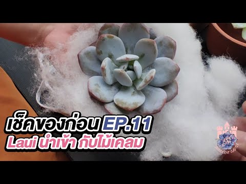 เช็คของก่อนEP.11:เปิดกล่อง