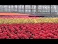Цветоводство: Кактусы в Нидерландах