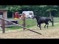 Show jumping horse jument noire de 6 ans avec top origines par Glasgow/ Indoctro Indorado
