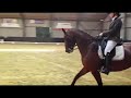 حصان الفروسية Mooie Elite merrie (Alexandro P x Metall)