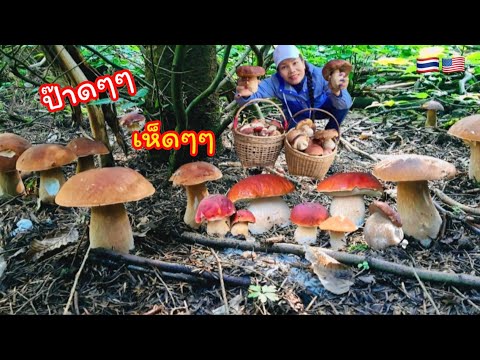 เก็บเห็ดผึ้งหวาน🍄🍄ป่าอเมริกากำ