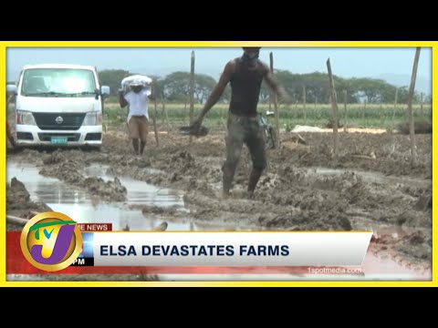 Tropical Storm Elsa Devastates Farms in Jamaica | TVJ News - July 5 2021
