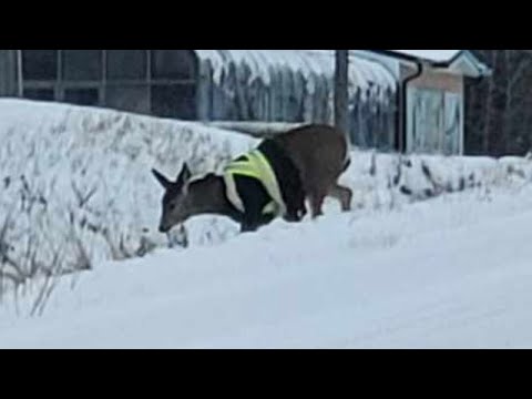 Deer spotted wearing high-visibility safety jacket in northern British Columbia