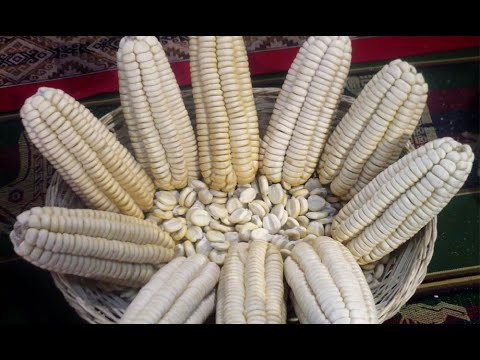 Cusco: El maíz blanco más grande del mundo está en Urubamba