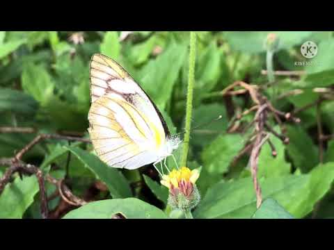 Butterfly-in-Rayong Butterfly-in-Rayong