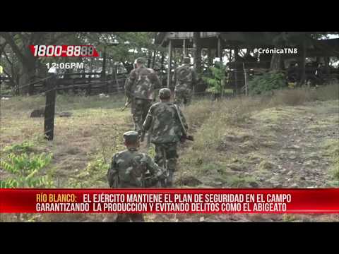 Ejército de Nicaragua recupera ganado robado en Paiwas RACCS - Nicaragua