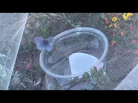 Newly released butterflies take flight in San Francisco park to replace extinct species