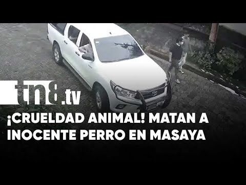 ¡Indignante! Camioneta pasa encima de inocente perro en Masaya (VIDEO FUERTE) - Nicaragua