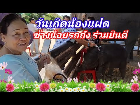 รถถังช้างตัวยักษ์ช้างน้อยร่ว