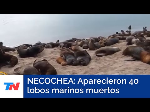 ALERTA NECOCHEA I Encontraron 40 lobos marinos muertos: investigan posible contagio de gripe aviar