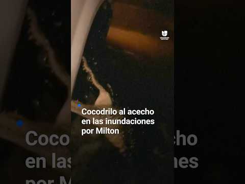 Cocodrilo al acecho en las inundaciones causadas por el huracán Milton