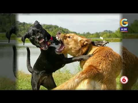 ¿Qué hacer cuando un perro ataca a otros canes?